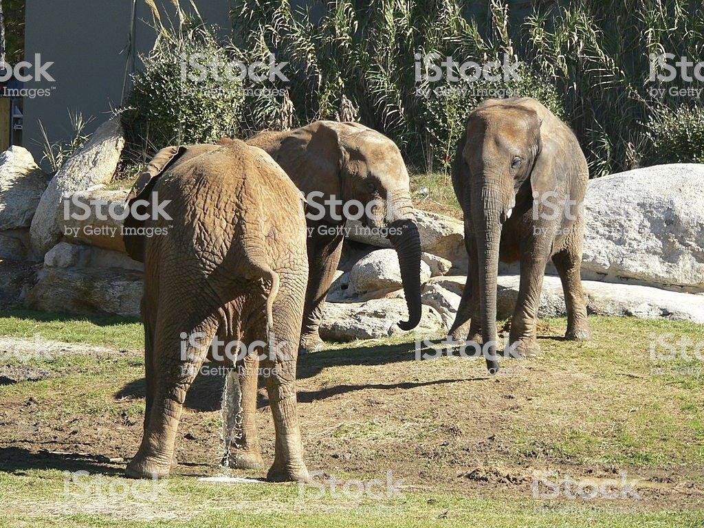 Elephant list peeing
