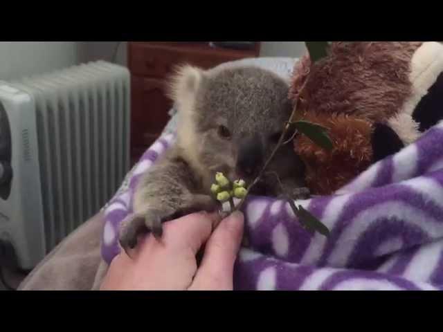 Koala overview teen tube