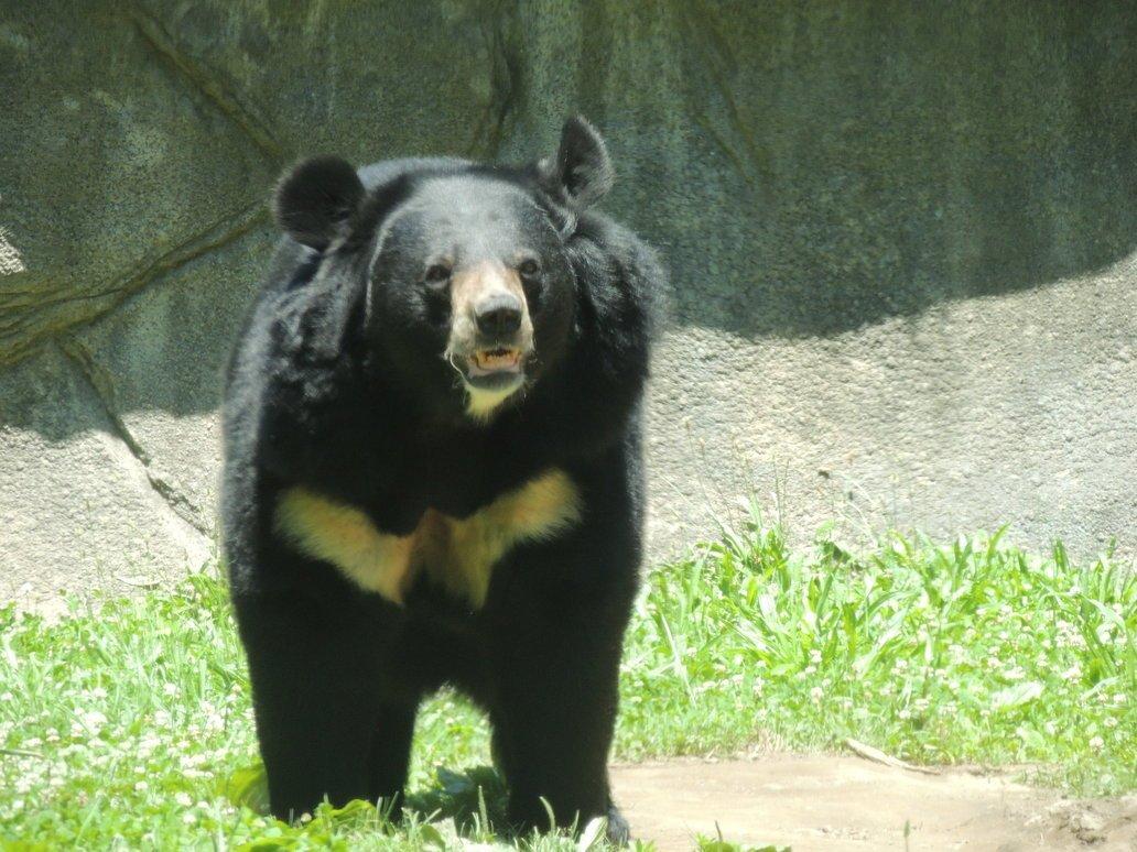 California reccomend Asian black bear photos