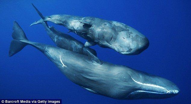 Lumber reccomend Feeding habits for sperm whales