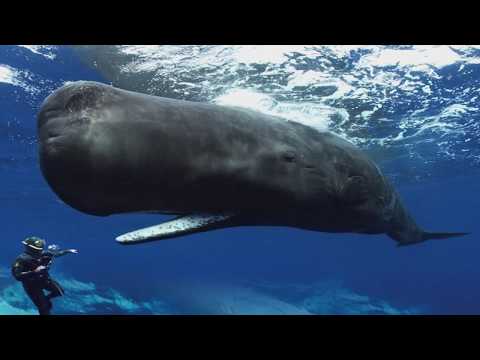 best of Whales from sperm Food resources