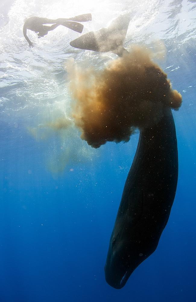 Engineer reccomend Food resources from sperm whales