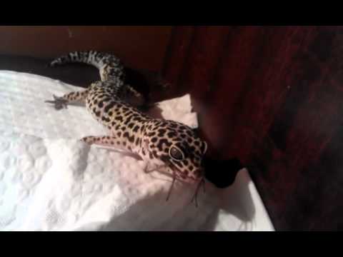 Gecko getting a blowjob