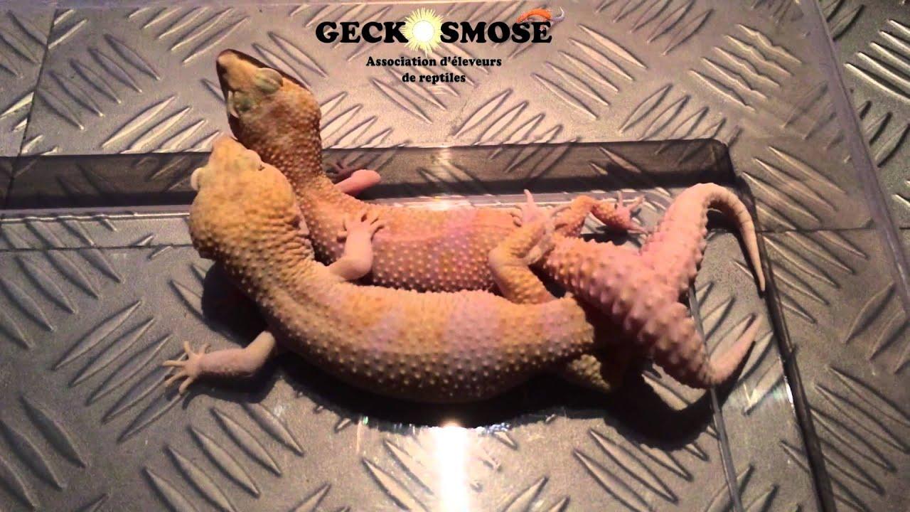 Gecko getting a blowjob