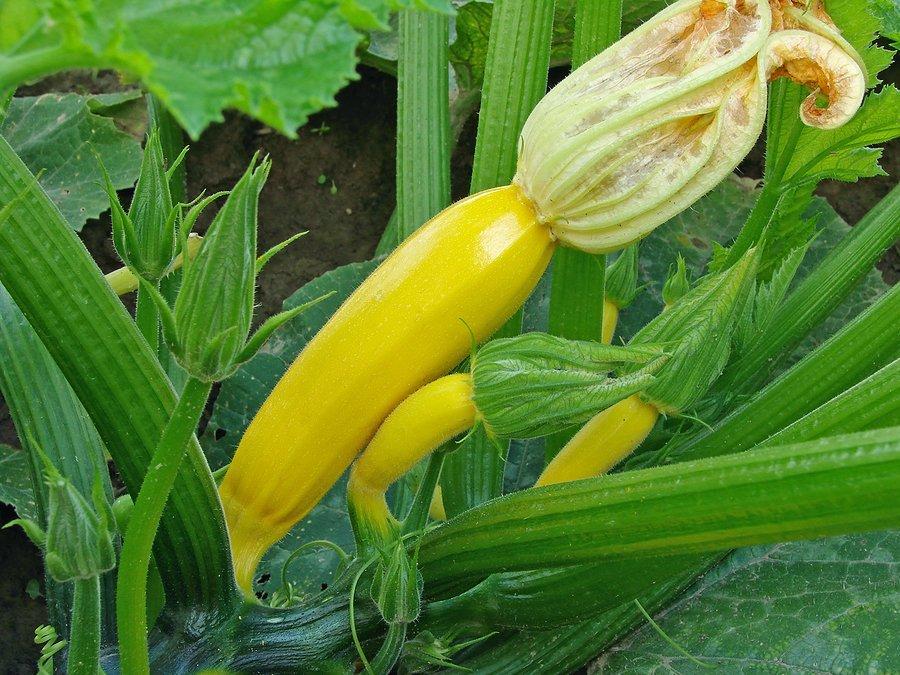 best of To mature How long squash for
