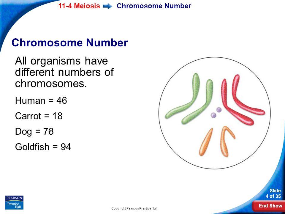 best of And slides Mieosis sperm