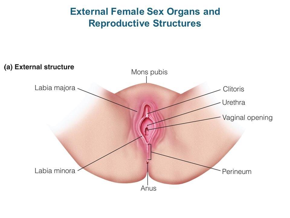 Multiple sex organs