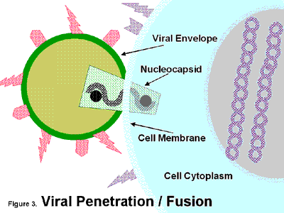 Foul P. reccomend Penetration of virus