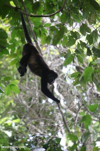 First D. reccomend Pictures of monkeys swinging on vines