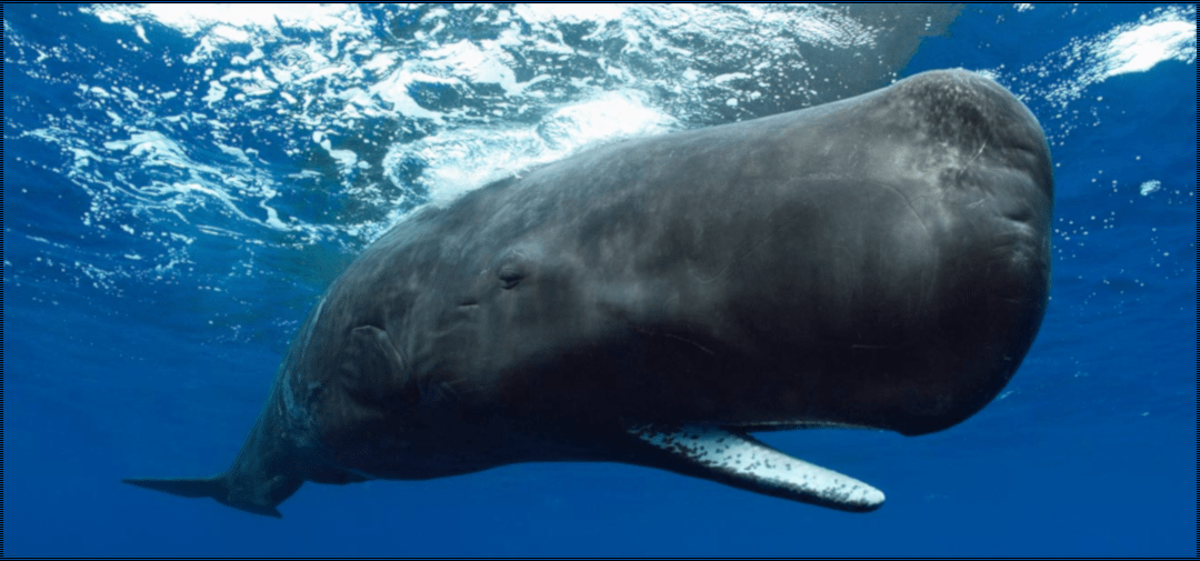 Sperm whale classification