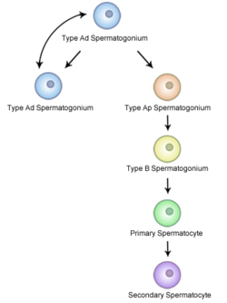 Stage of sperm develpoment