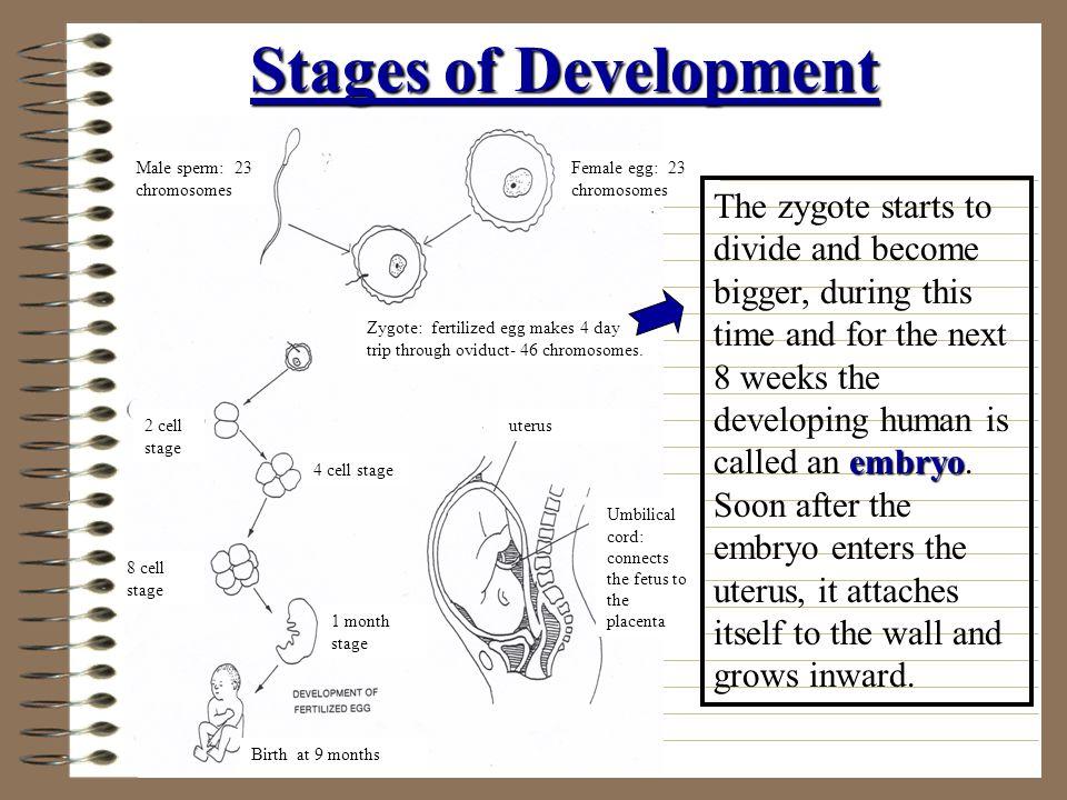 best of Of sperm develpoment Stage