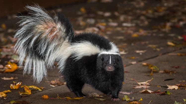 Striped skunk winter source for food