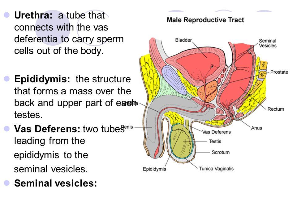 Yardwork reccomend Structure where sperm from the epidiymis to the urethra