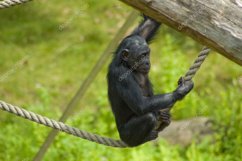 Swinging ape jpg