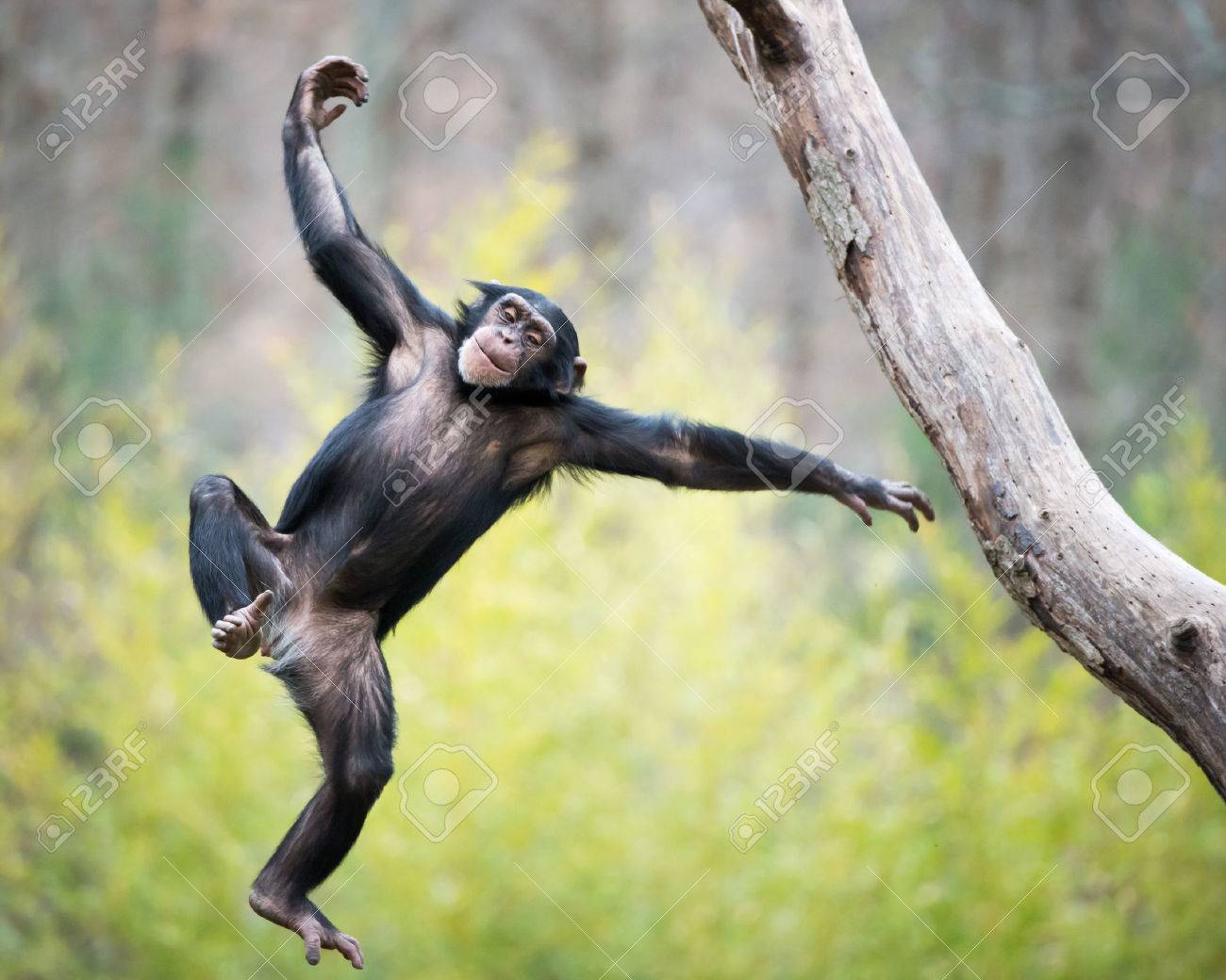 Swinging ape jpg