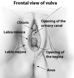 best of And clitoris vagina Swollen