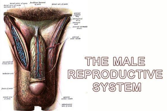 The male sex organ