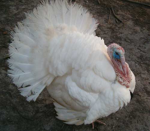 best of Best White midget tasting turkey